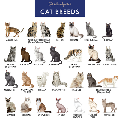 All Cat Options | Noticeably Noted